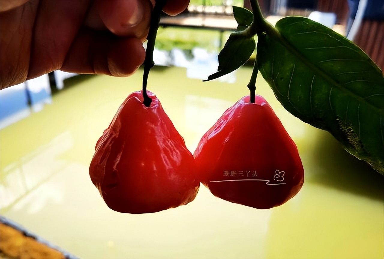 广州轮渡旅游攻略大全,广州旅游攻略必去的10个岛