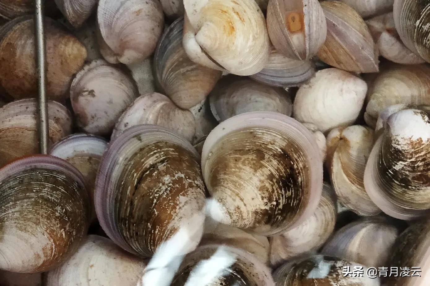 海鲜市场常见海产品图鉴,海鲜市场常见海产品图鉴表图例