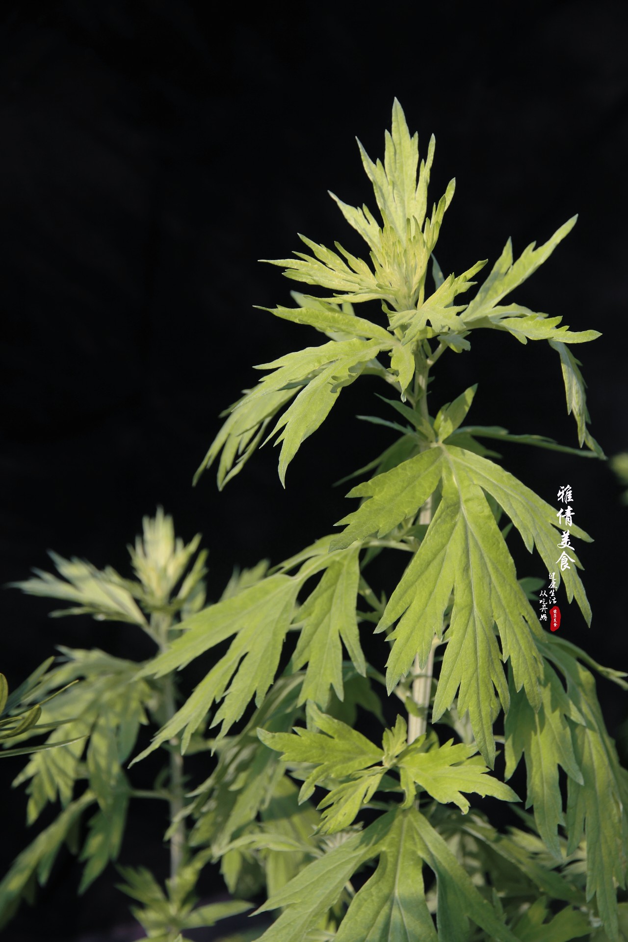 农村荒地里长出“女人草”，人称“妇女之友”，常有人与艾叶混淆