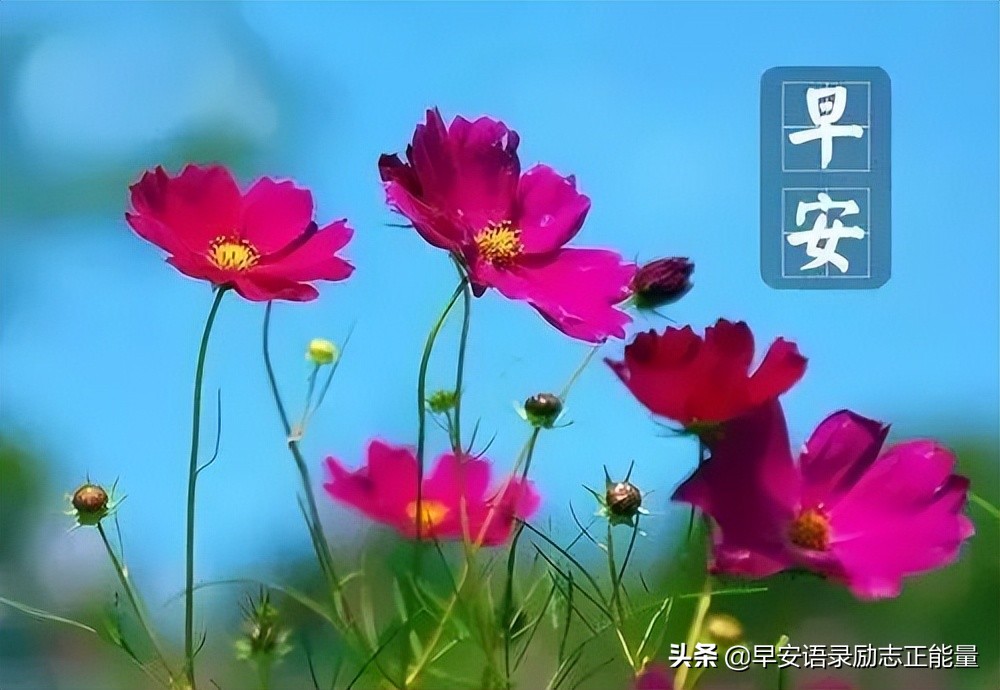 励志早安心语配图微商,励志微商正能量早安语录图片大全