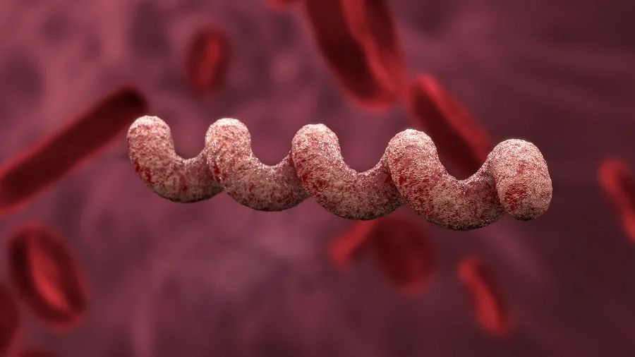 日本梅毒感染人数激增的原因,日本梅毒的症状