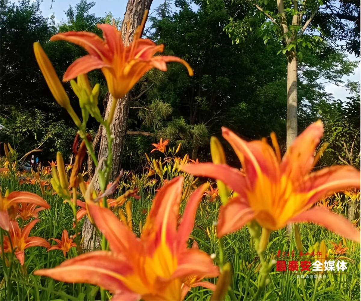 花似百合叶如兰，*安泰**这些地方的萱草花开了！但有个重要提醒
