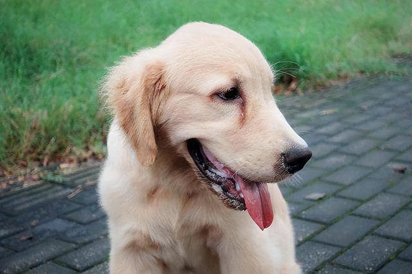 去泪痕狗专用狗粮,去泪痕狗粮排行榜第一名