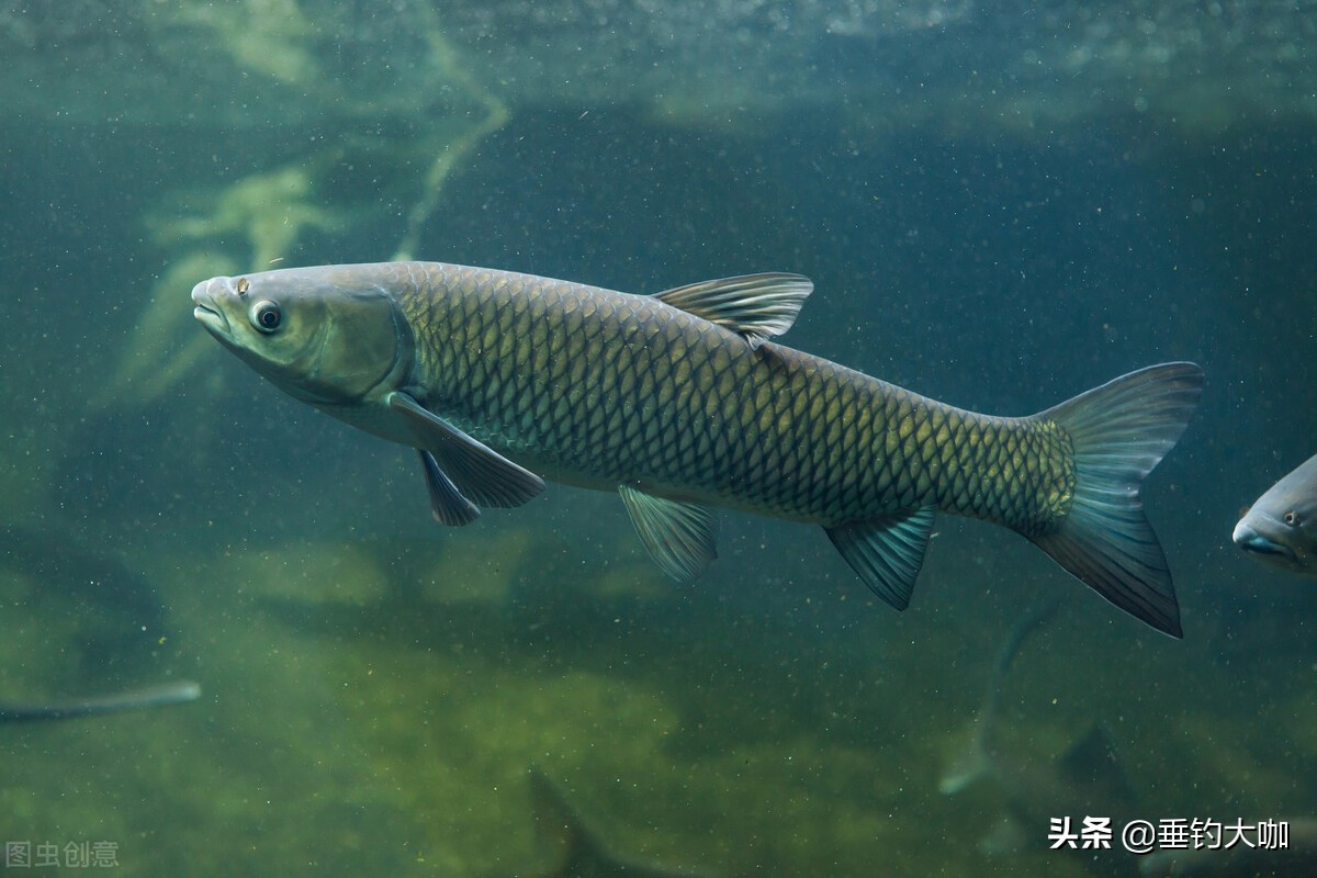 3.6米巨物竿哪个牌子好,价格便宜又好用的巨物竿