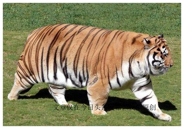 为什么老虎不吃猪肉是有原因的,老虎为啥不喂猪肉