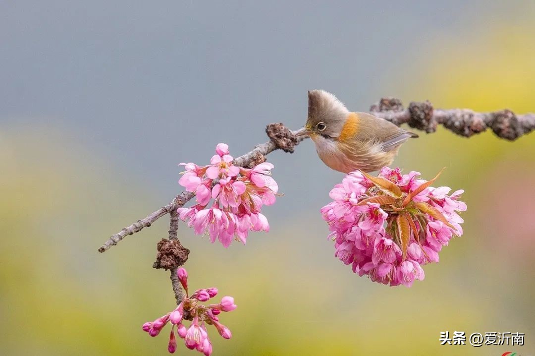描写春天的古诗优美句子,描写春天最经典的古今诗词有几首