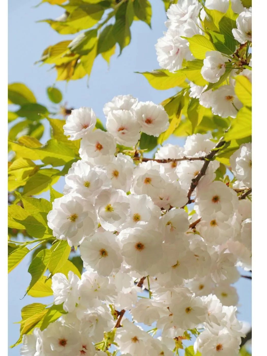 日本100个最佳樱花景点,日本十大樱花景点