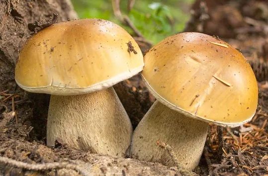 开学季校园展示打卡,开学啦冰墩墩小学生积极向上图片