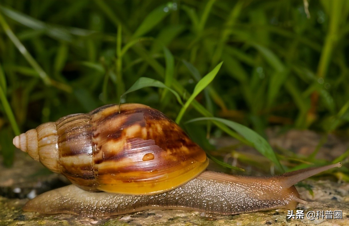 法国大蜗牛多少钱一斤,为什么只有法国的蜗牛可以吃