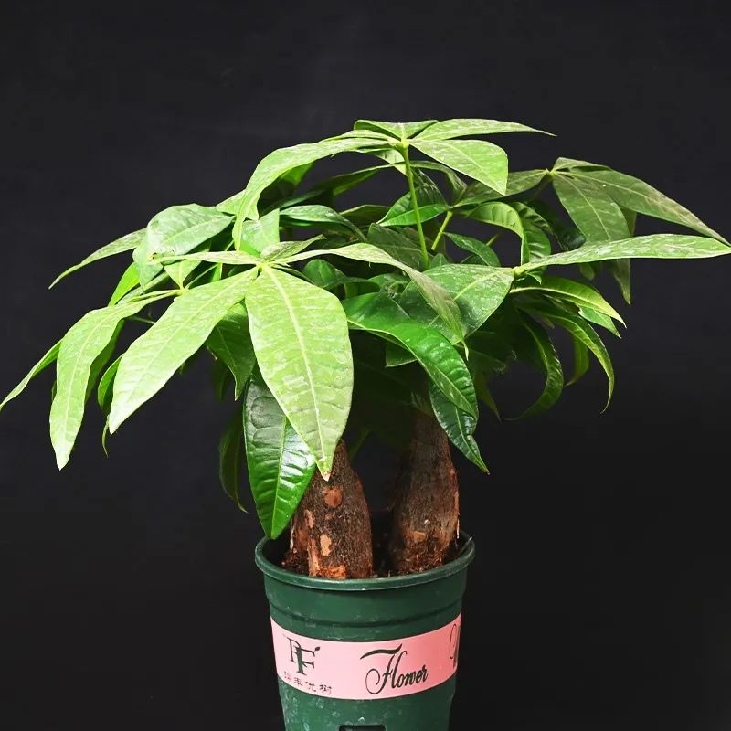 发财树绿萝吊兰怎么养怎么换盆,发财树绿萝金钱树这类花怎样养护