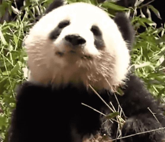 丫丫目前回国的样子,丫丫回国是好事还是坏事