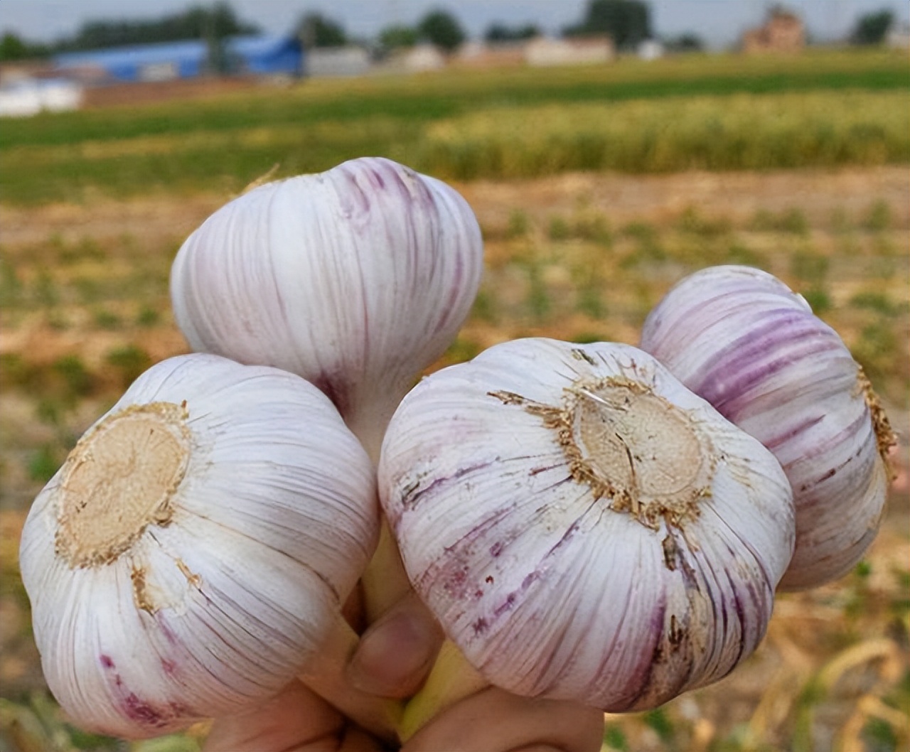 吃生大蒜对前列腺炎有影响吗,大蒜治前列腺功效与作用