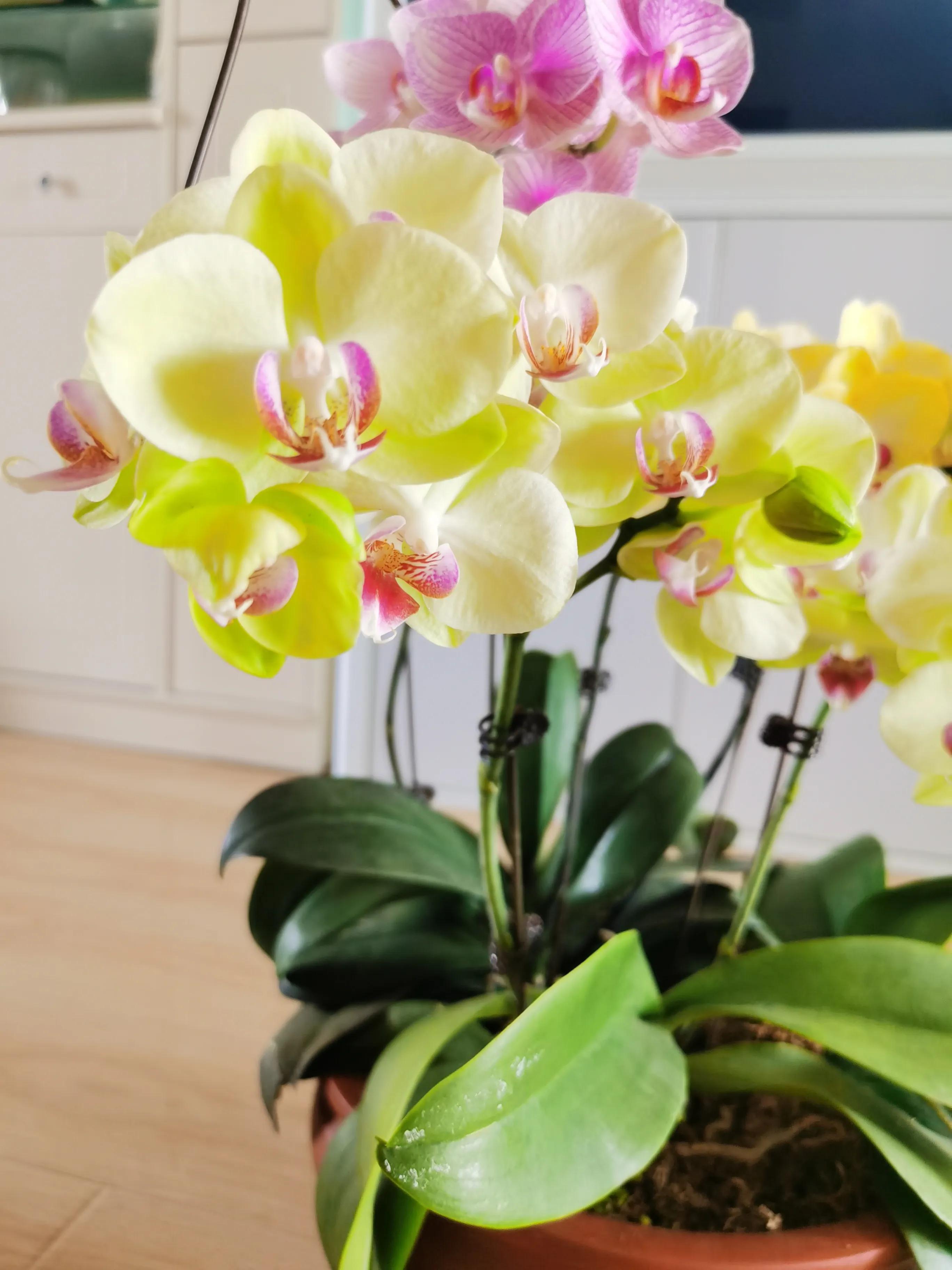 粉黛佳人水仙,紫水仙图片大全