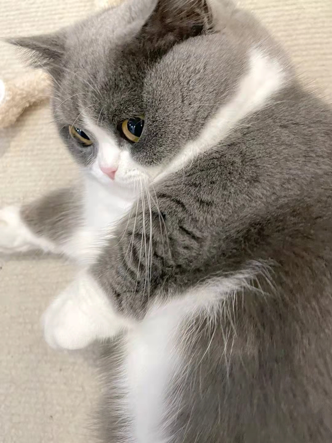 猫咕噜咕噜叫什么意思,猫咕噜咕噜震动叫代表什么