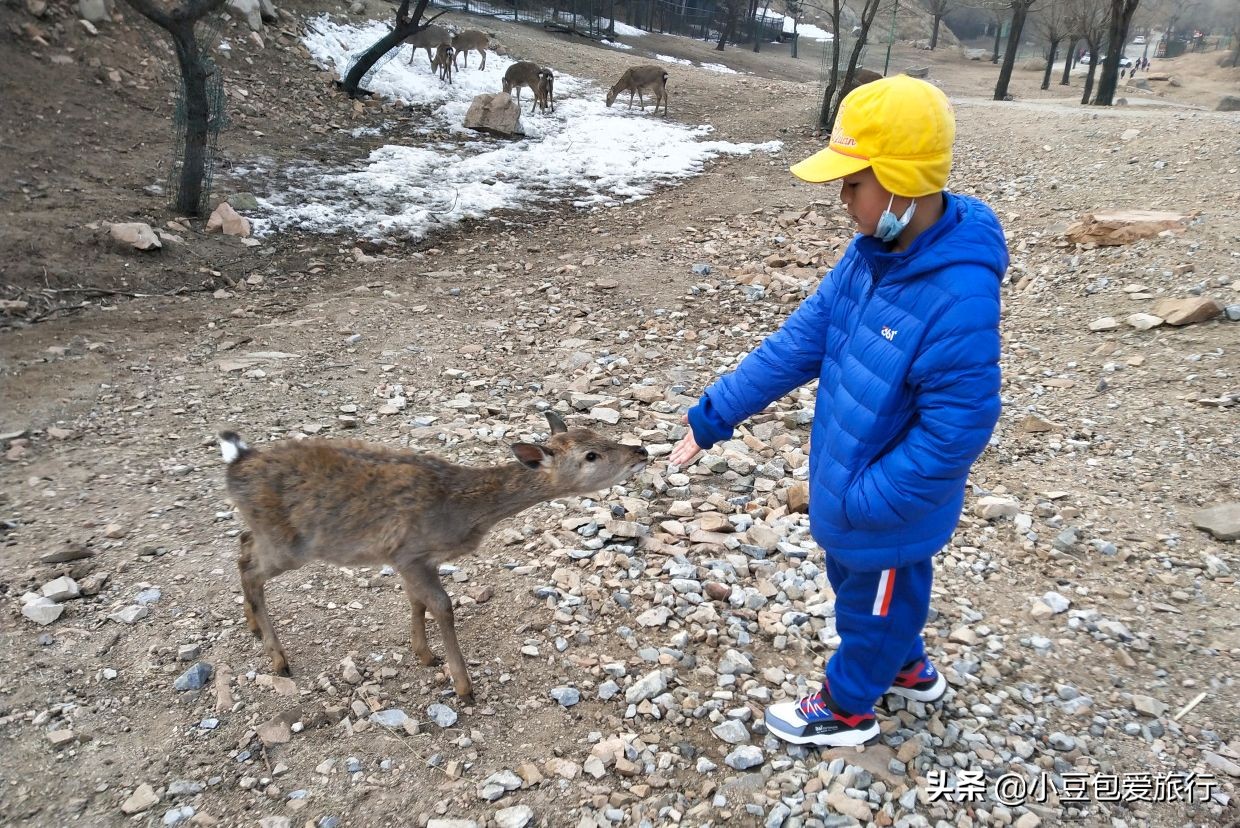 八达岭北京野生动物园推荐,两个人花100块钱能在北京玩多少