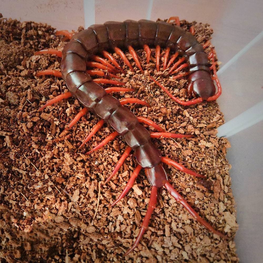 蜈蚣为什么是特别毒的虫,一般蜈蚣的毒性有多强