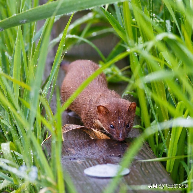 臭屁王吃西瓜,臭屁王偷吃