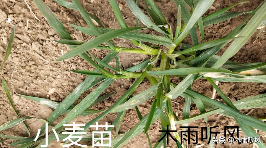 小麦种稠了年前怎样管理,今年种的小麦稠了怎么办