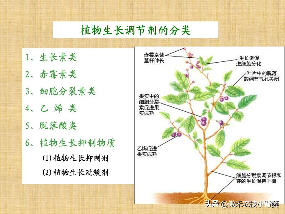 作物发生药害后的缓解方法,生长调节剂产生的药害