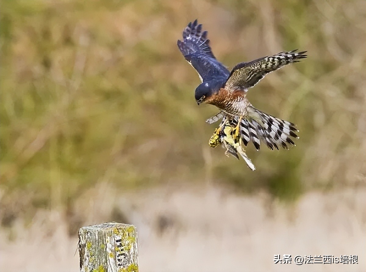 杭州农场鸡窝闯入“怪家伙”！眼神犀利长相凶猛，翻身鹞子就是它