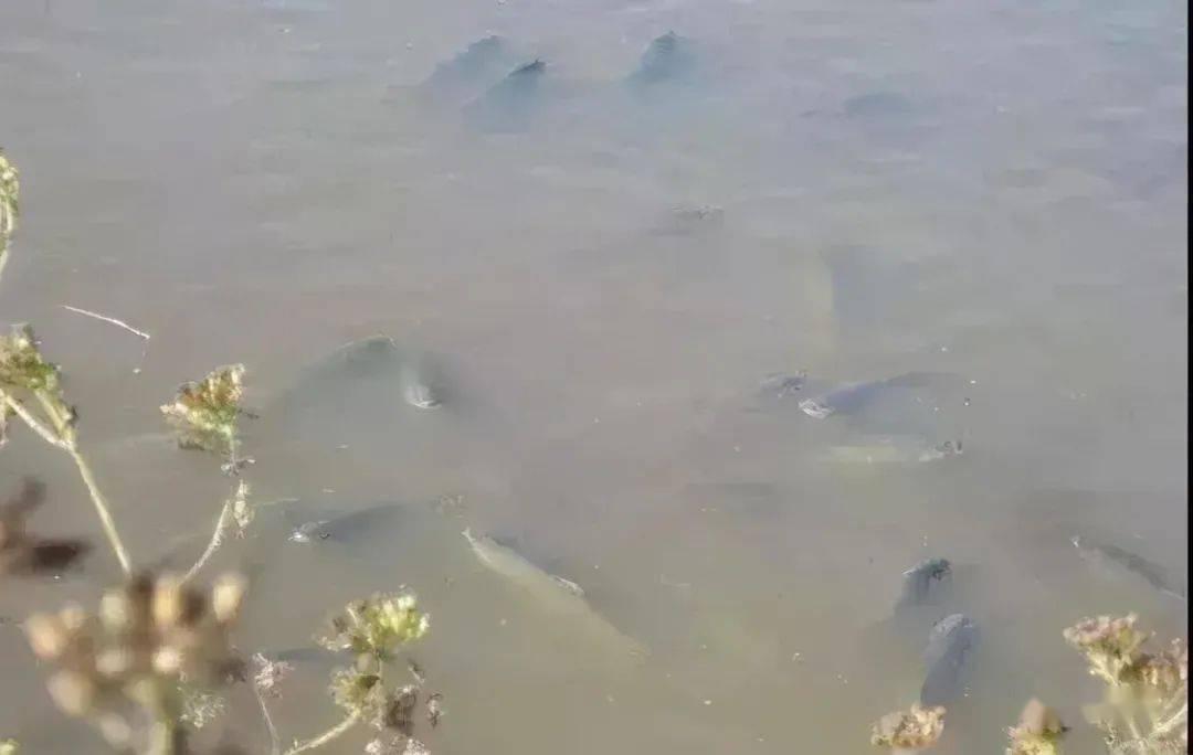 水产硫化氢中毒的表现及处理,鱼虾发酵臭味怎么消除