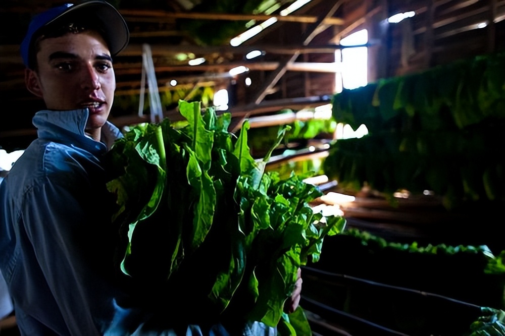 雪茄最贵价值多少一根,雪茄为什么那么贵还难抽