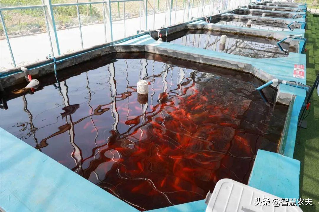 种菜不施肥养鱼不换水鱼菜共生,永不换水的阳台鱼菜共生系统