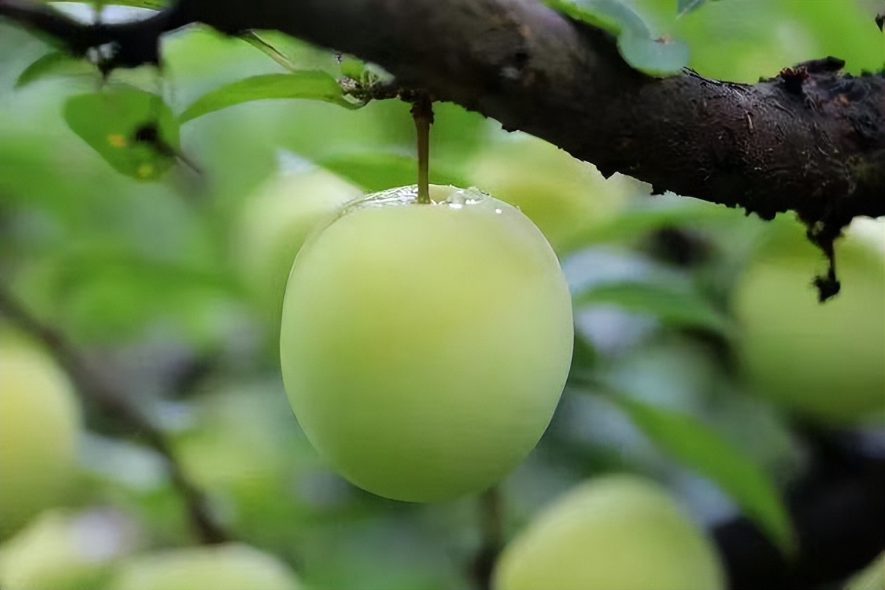 四川大山里有啥名贵药材,四川农村的十大特产