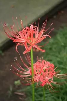 厄运降临为什么悲惨,厄运降临的时候怎么去面对