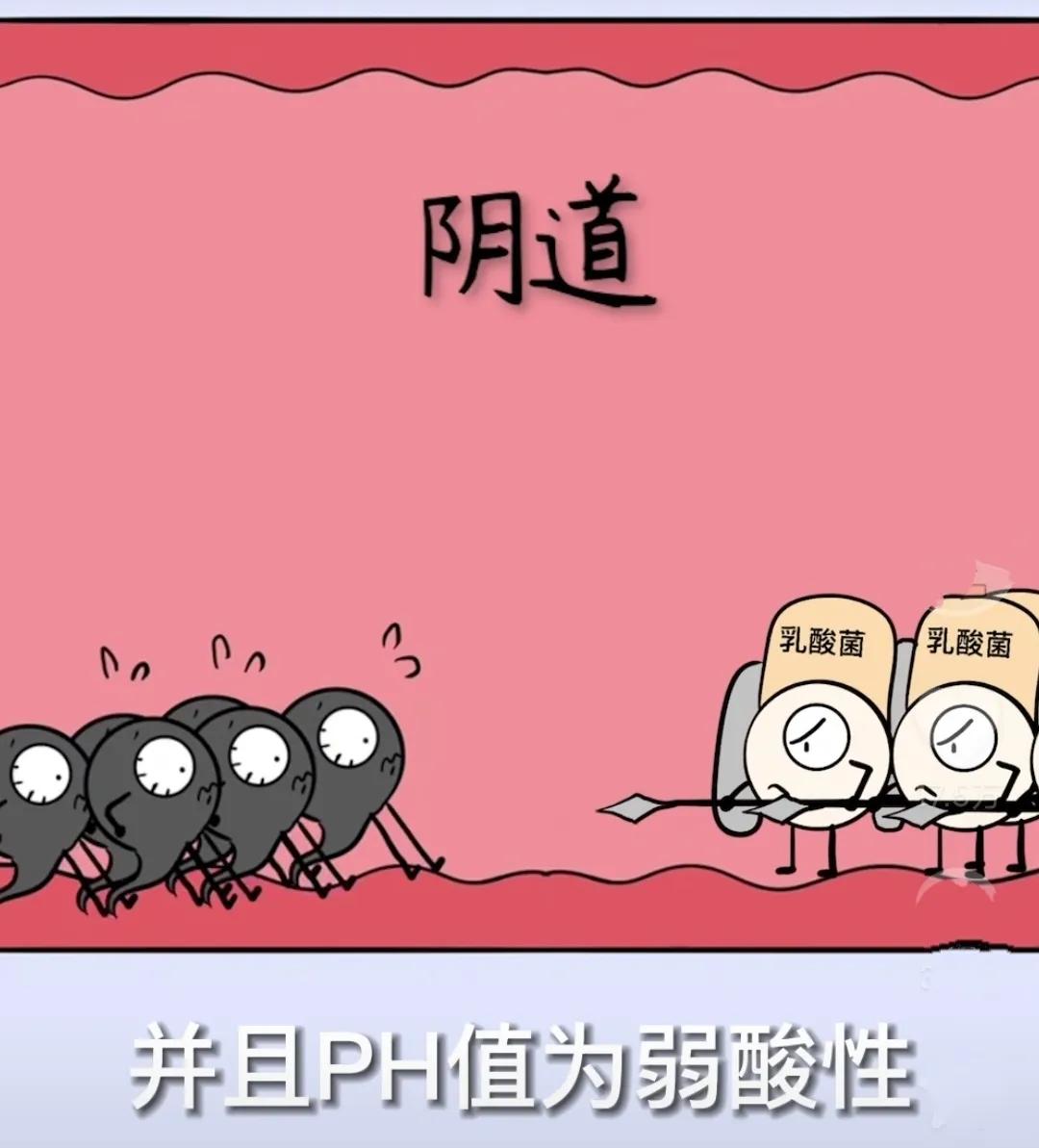 精子进入女孩体内后会经历什么?