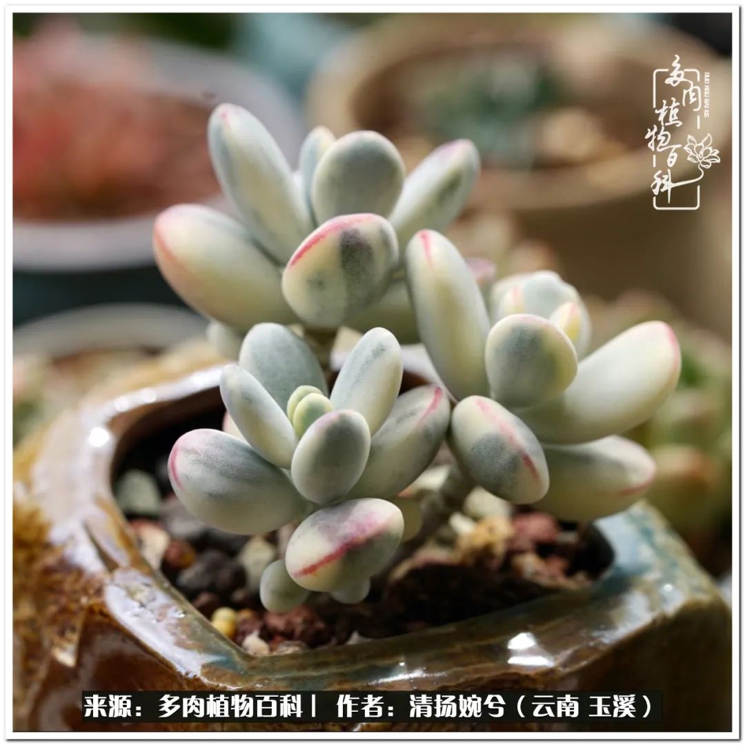 夏天好养颜值高的多肉,可爱的小多肉