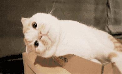 猫应激猝死心脏停了会死吗,因为搬家导致猫咪焦虑