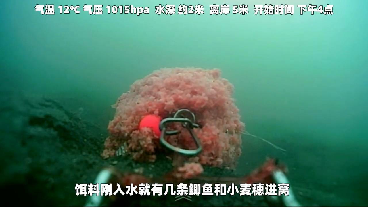 钓鱼王地狱猫饵料怎么搭配,地狱猫鱼饵罗非鱼效果怎么样