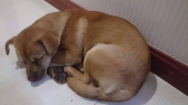 狗狗泌尿道感染的前兆,狗狗妇科问题