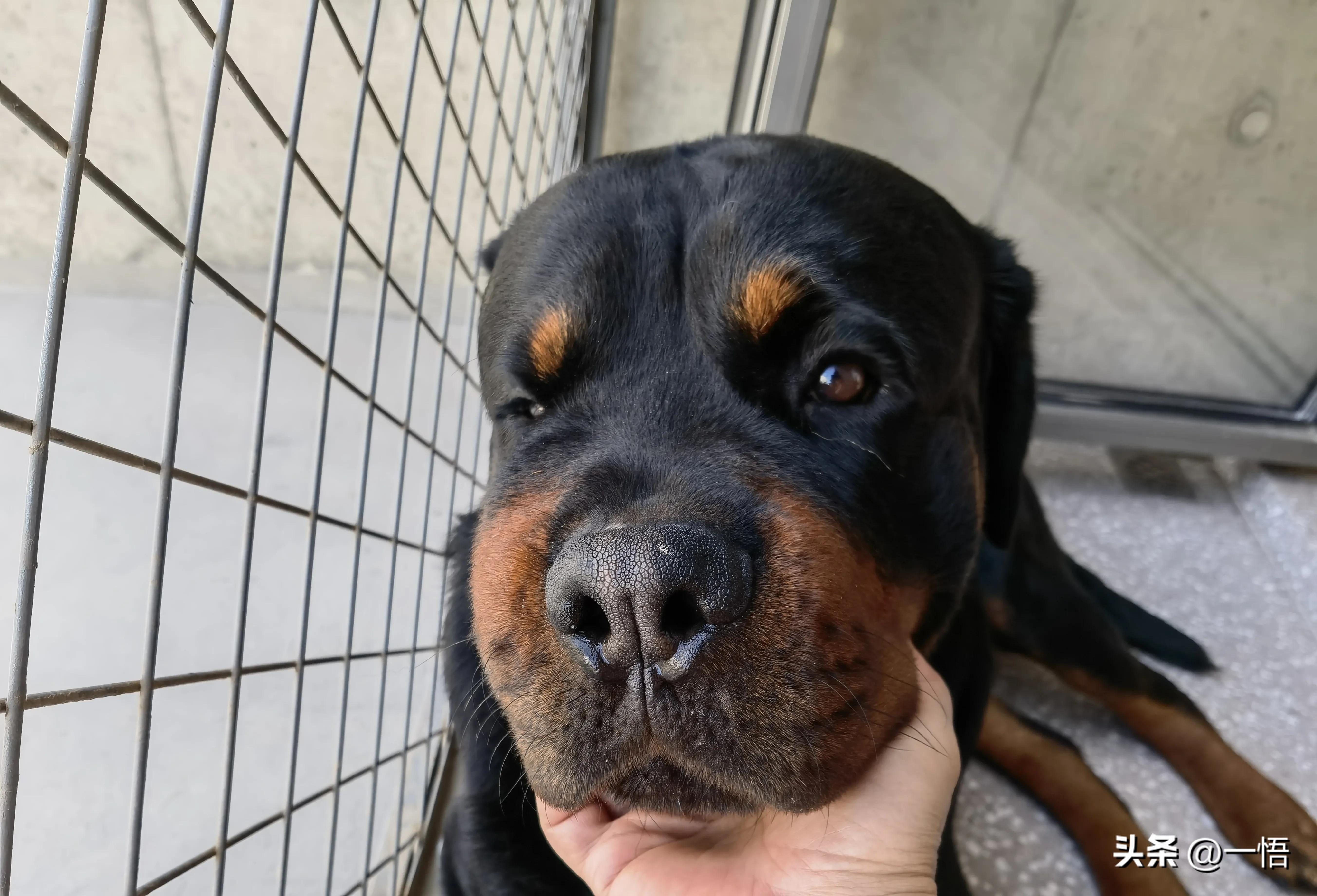 2023上海到秦皇岛承德十日游第四天：看阿那亚的海，逢犬舍的安娜