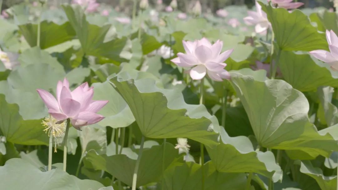 街巷名称的由来,街巷名称文化