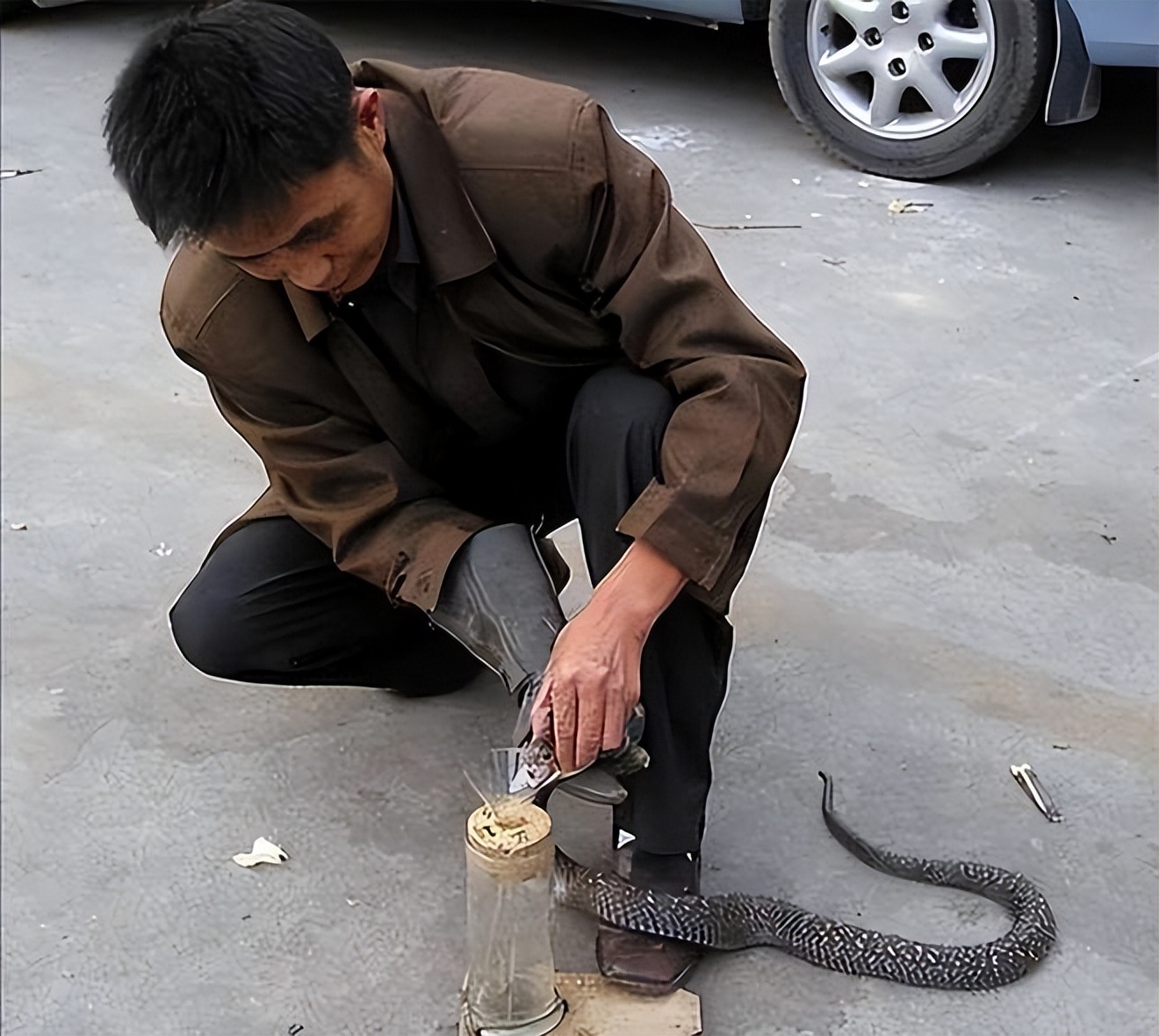 广西毒蛇女王是谁,广西毒蛇女王多少斤