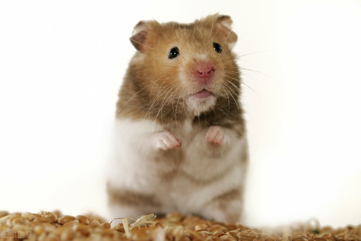 仓鼠吃熟苹果可以治疗拉稀吗,小仓鼠拉稀了没精神怎么办