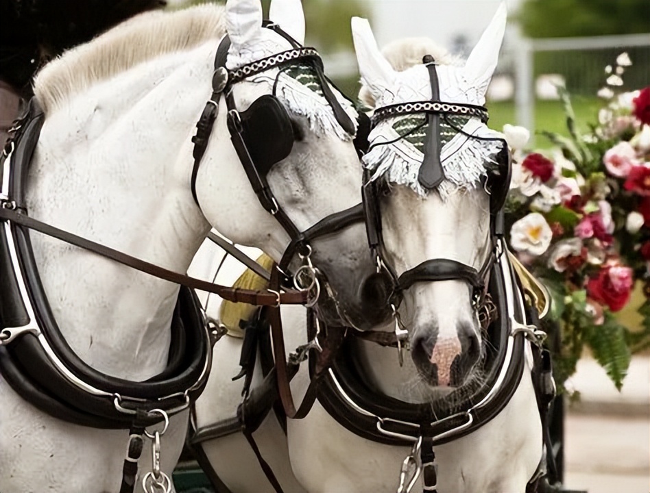 马的耳朵是用来干什么的,马戴耳罩和眼罩的原因