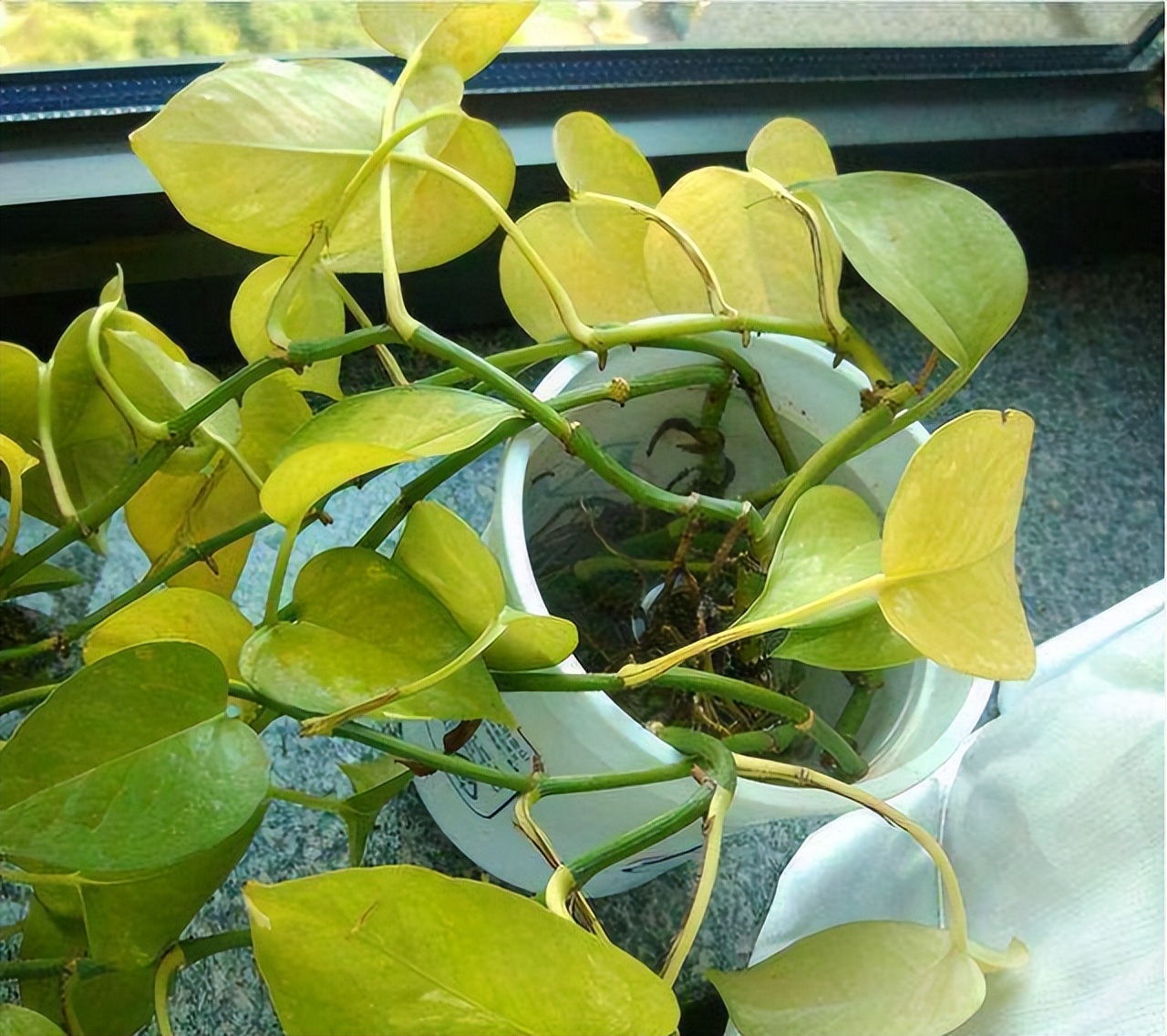 最旺家庭的6种花你家里有吗,家里有这6种花