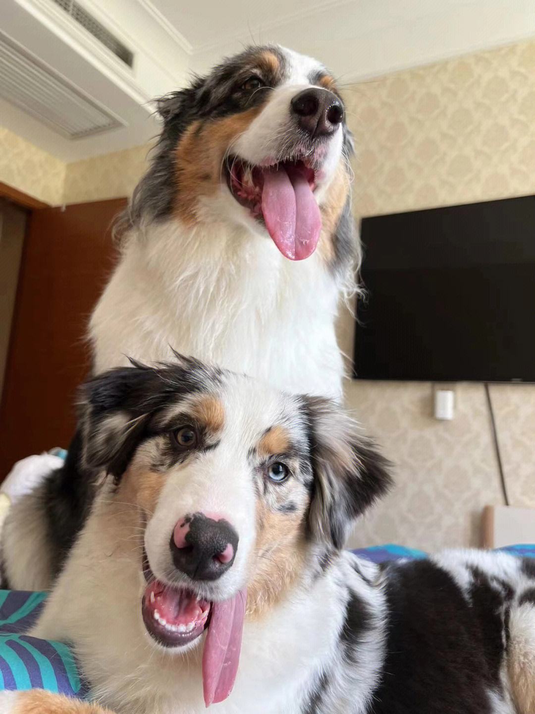 最长寿的5种狗,最长寿的四种狗