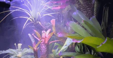 在卧室造一片弱肉强食的危险雨林，会打雷还真的会下雨