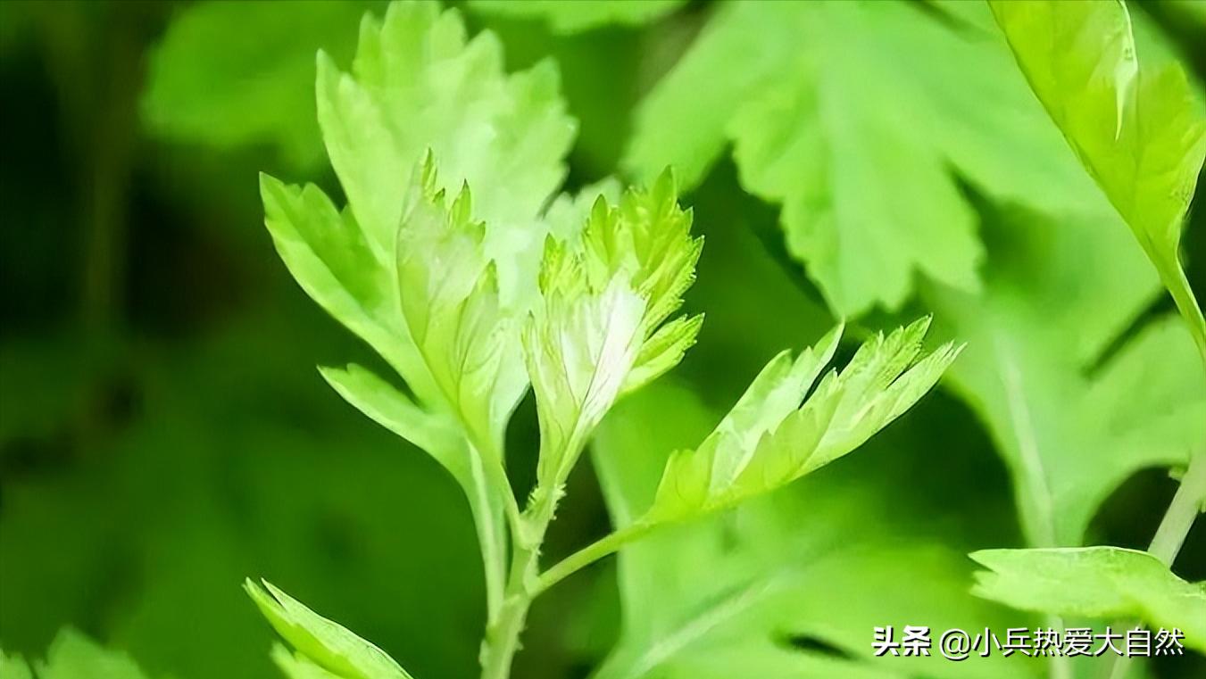 白蒿和艾草是不是一种植物,艾蒿和艾草都能泡脚吗