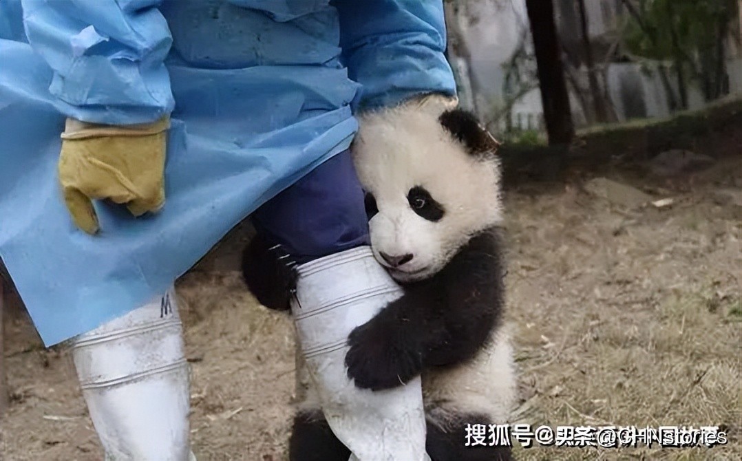 胖达日本,胖达在外国多火