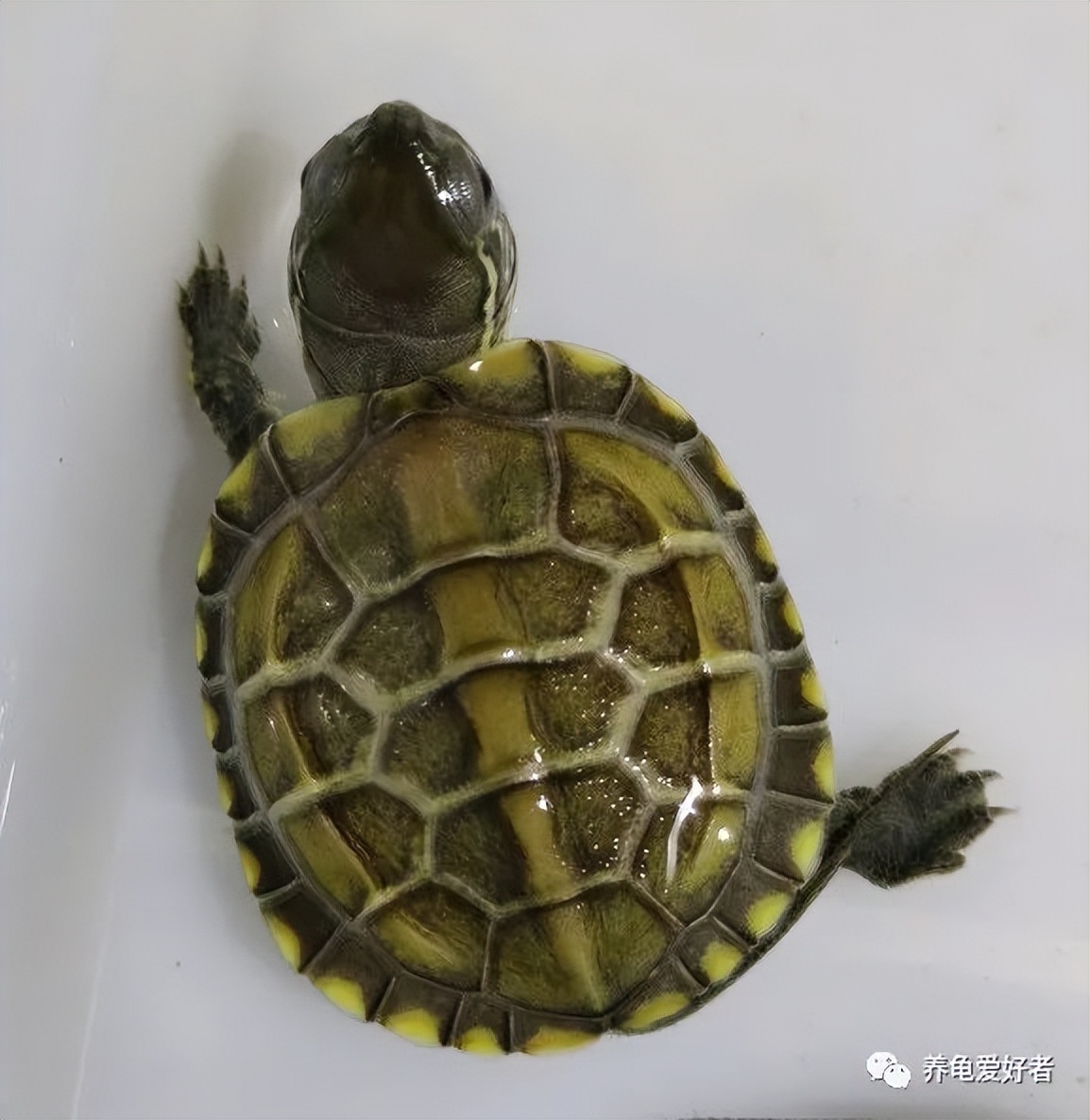 龟喂食正确方法,喂龟粮特别容易臭水