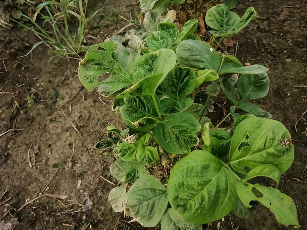 水稻飞蛾用什么药才能消灭,水稻出现飞蛾有必要打农药吗