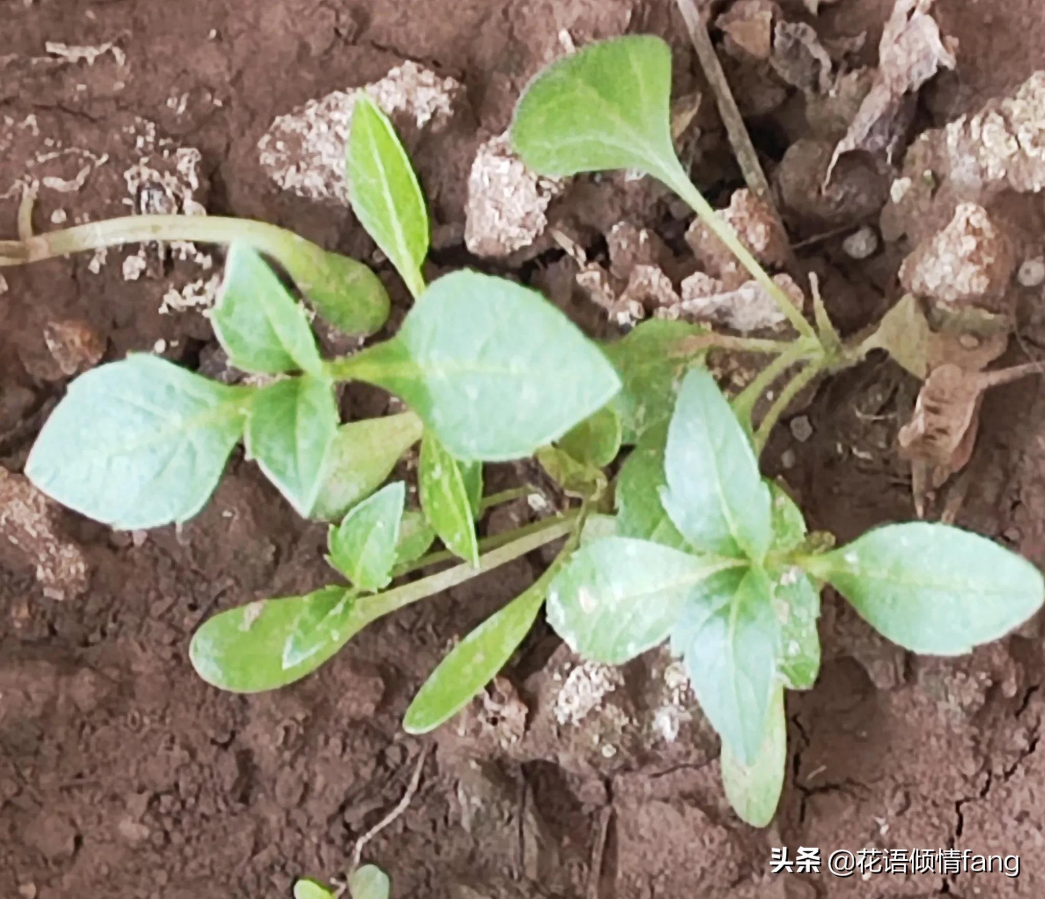 养花怎么防老鼠,防鼠植物盆栽