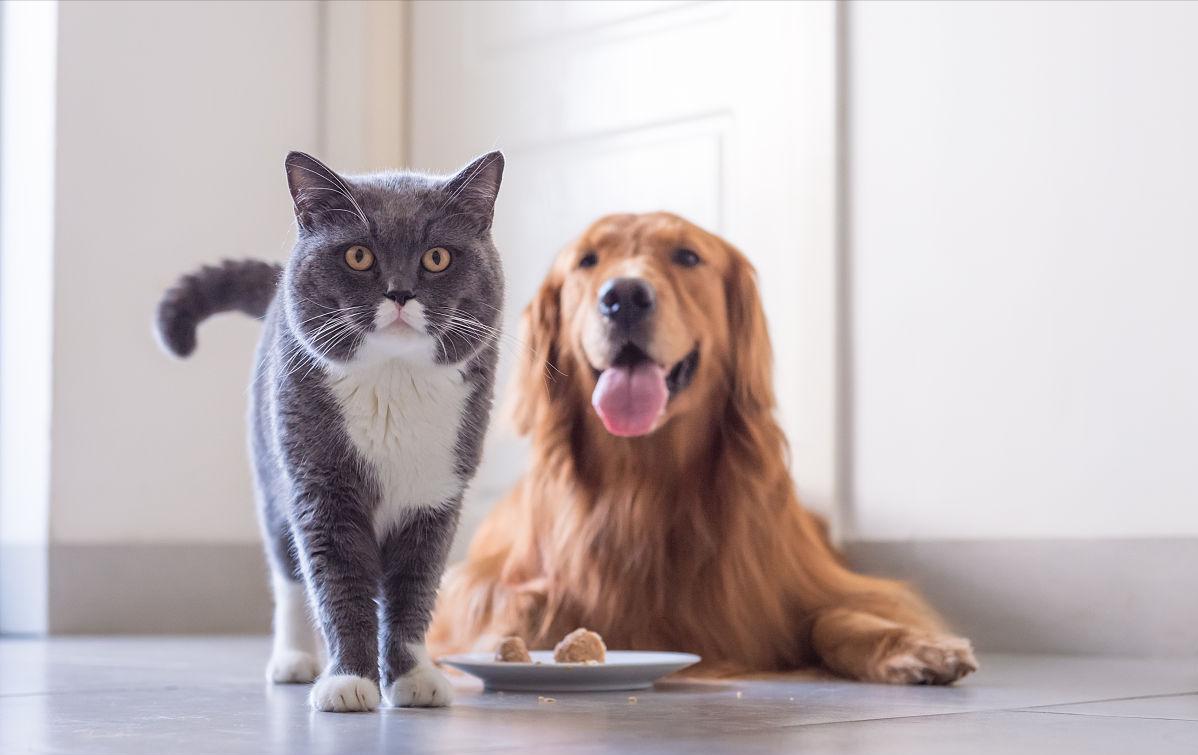 狗狗泪痕怎么消灭最快,狗狗泪痕用什么能擦掉小妙招