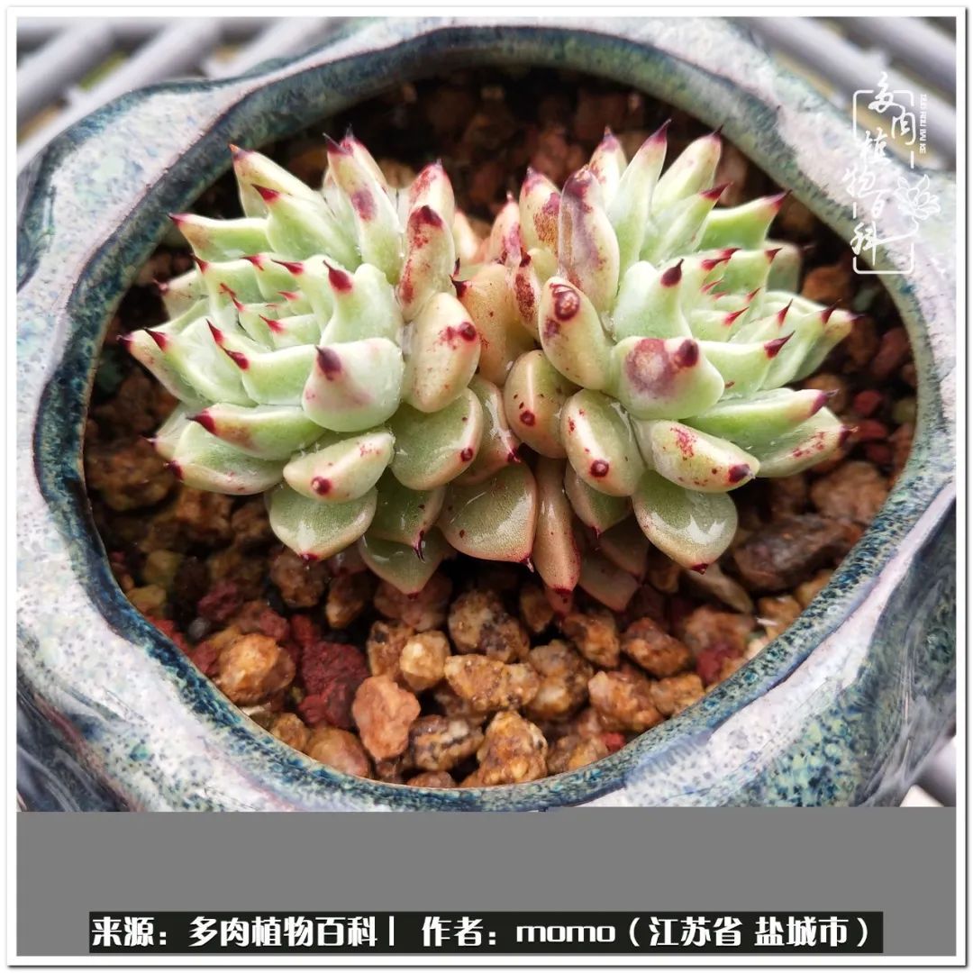 露养一个月的多肉图片,露养多肉春天外面过夜么