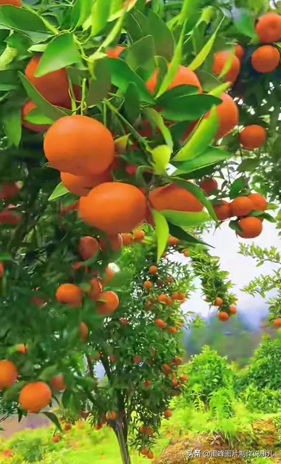 壁纸美图,各种水果,果香四溢,酸甜可口,丰收的喜悦